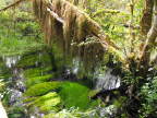  Moss shrouded stream in Hoh Rain Forest