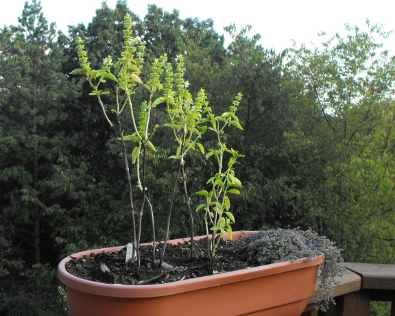  Planter on the deck