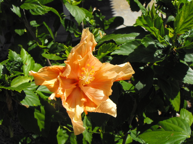  In the garden of Harry Truman's favorite place in Key West