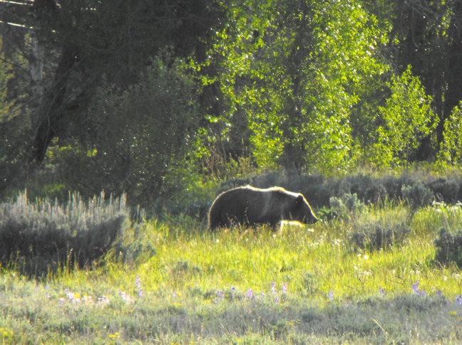  A BEAR! In Yellowstone National Park