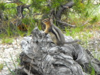  A ground squirrel in Yellowstone National Park