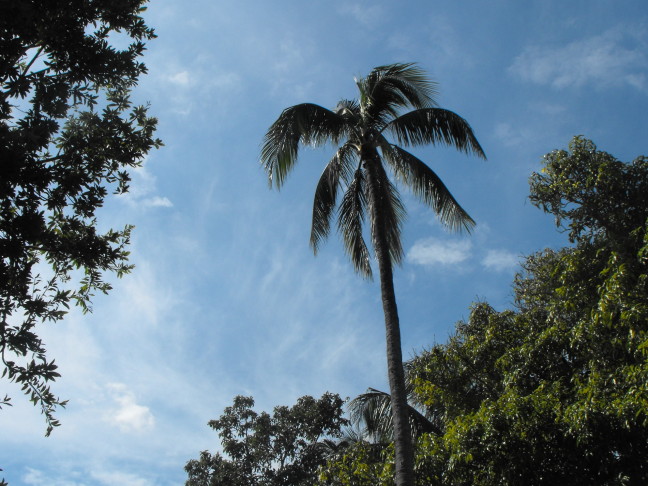  Palm tree near Harry Truman's hideaway in Key West