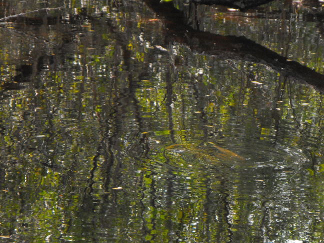  Bird fishing underwater, Key West Tropical Forest and Botanical Garden