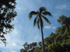  Palm tree near Harry Truman&s hideaway in Key West