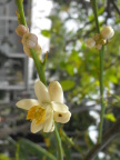  Blossom at the Audubon House, Key West