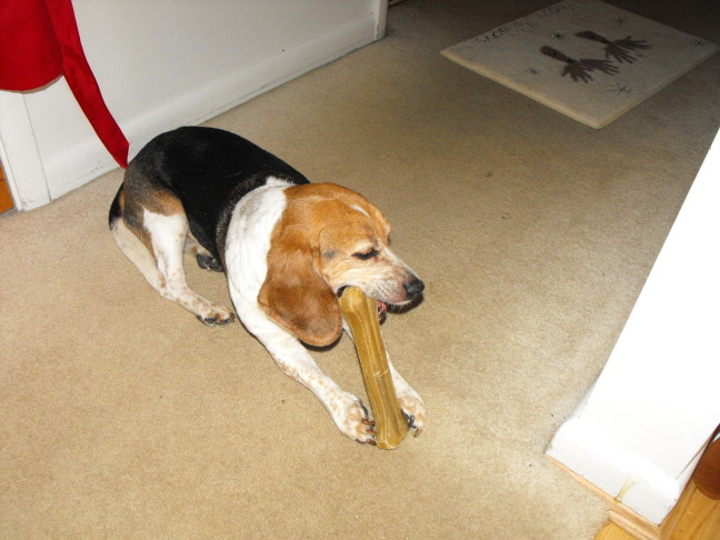  Lucy enjoys her Christmas treat