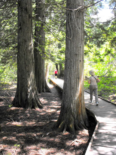  Hiking Trail in Glacier National Park