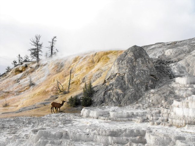  Walking where no man dare tread, Mammoth Hot Springs, Yellowstone