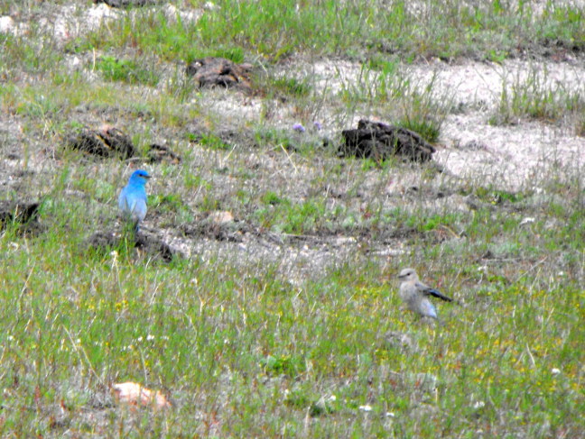  Birds in Yellowstone