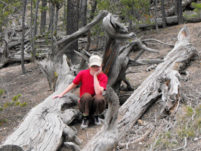  Tired of posing on a twisted log at Grand Canyon of the Yellowstone
