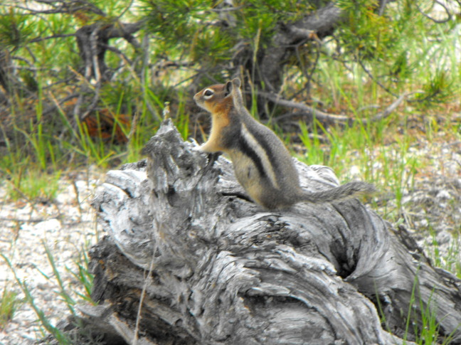  He posed for me in Grand Tetons National Park