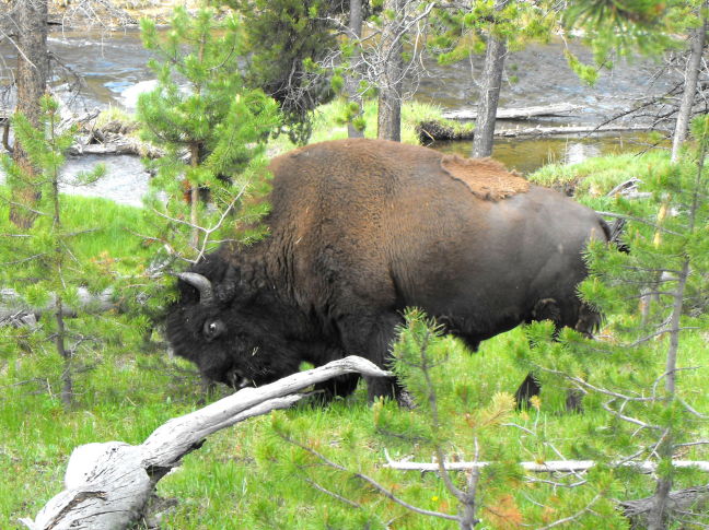  The buffalo that blocked our path in Yellowstone National Park