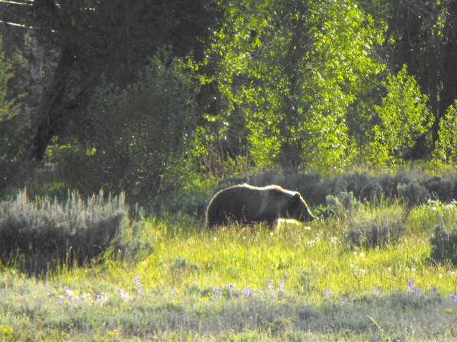  A bear! in Yellowstone National Park