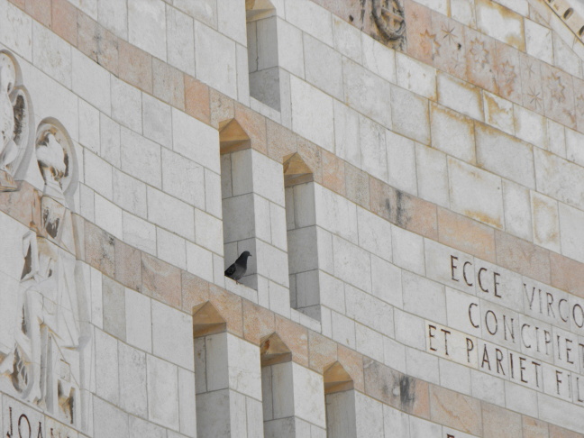  Part of the flock at the Church of the Annunciation, Nazareth