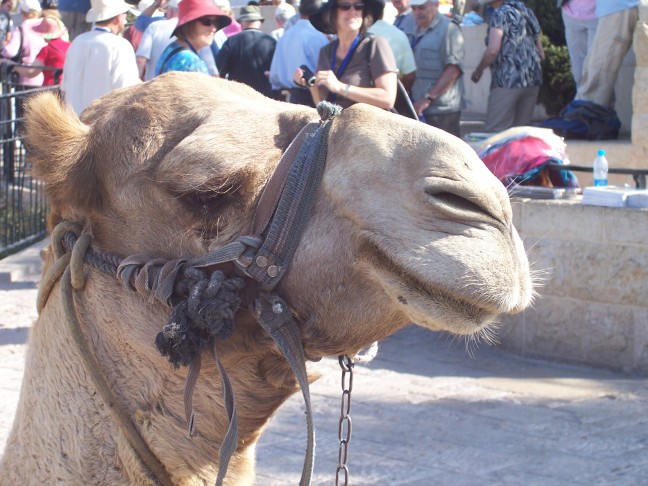  Camel calmly awaiting a tourist/rider atop the Mount of Olives