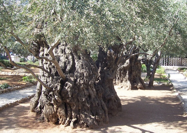  A millenial olive tree in the Garden of Gethsemane