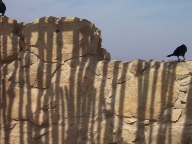  Crow atop a wall, Masada