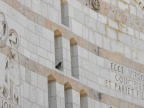  Part of the flock at the Church of the Annunciation, Nazareth