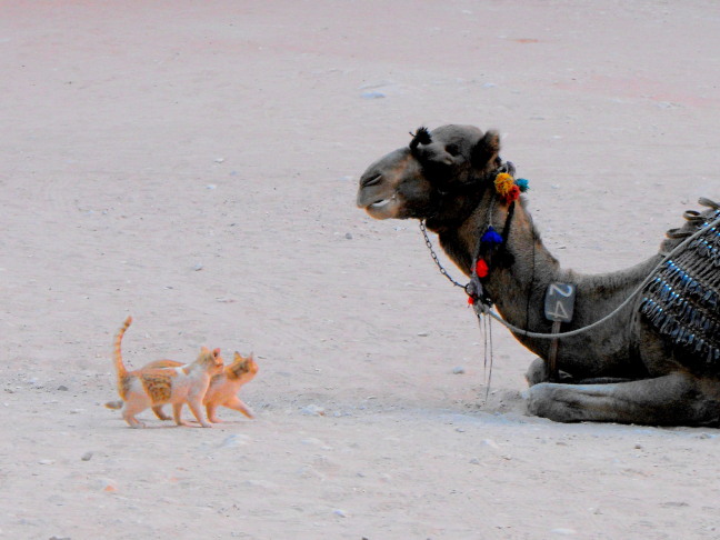  Two cats and a camel, in front of the Treasury, Petra