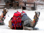  The camels see me, Petra