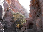  A tree takes advantages of the water in a canyon, Petra