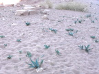  These hardy tubers sprout up all over the sand, Petra