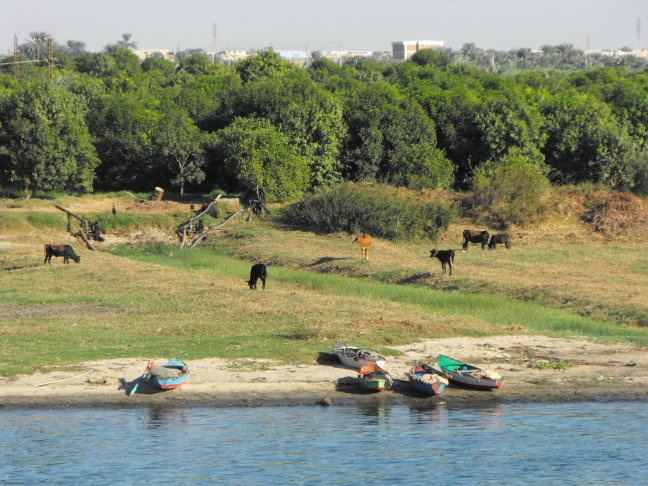  The Nile shore is for fishing, grazing, pumping, and growing -- towns for living are beyond; between Edfu and Kom Ombo