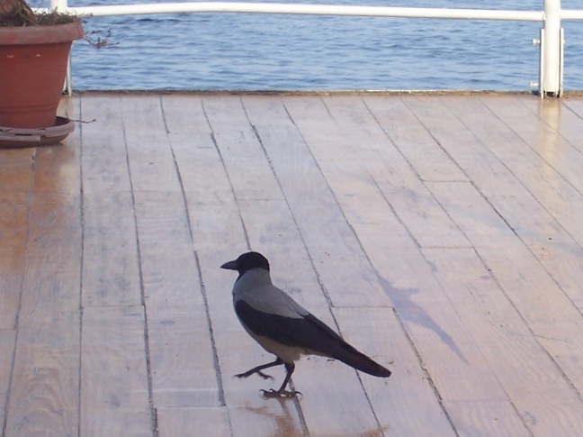  Bird strutting the deck of M/S River Anuket, Kom Ombo