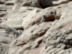  Birds at Abu Simbel
