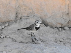  An avian resident at the queens temple at Abu Simbel