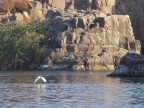  Birds on the Nile