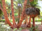  Palms in the Aswan Botanical Garden