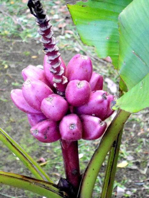  Red ornamental bananas on Sarapiqui Lodge grounds