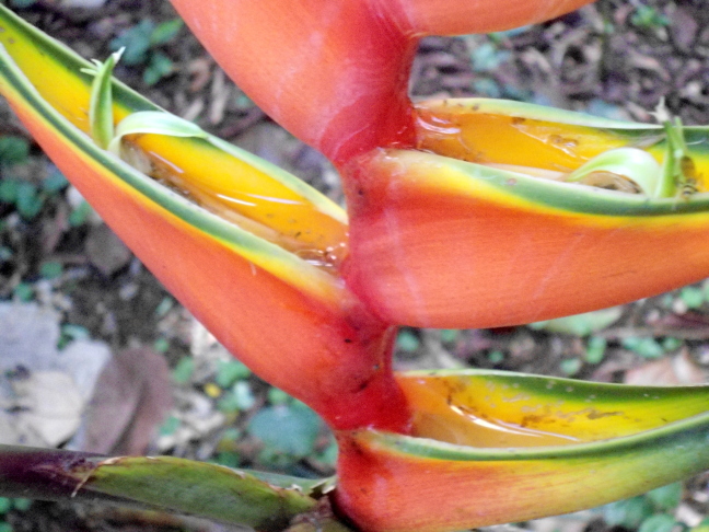  A whole ecosystem flourishes in the petals of these bromeliads, Costa Rica