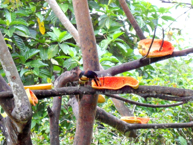  Farmers Sonya and Rodrigo put out papayas to attract toucans to their back yard, Costa Rica