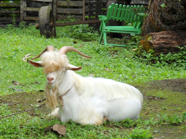  Smiling goat at Chachaguas