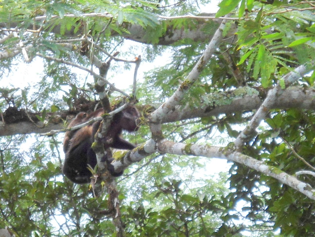  Mommy and baby howler monkeys