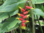  Everywhere in Costa Rica - exotic tropical plants in brilliant colors