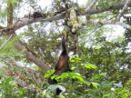  Howler monkey eating leaves