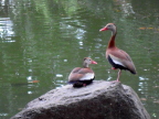  Migratory ducks at pond by Sr. y Sra. Ese wood factory