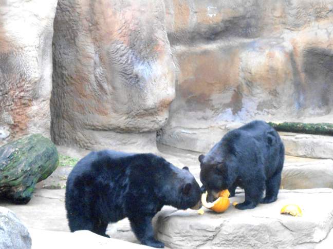  The bears were given pumpkins full of fish