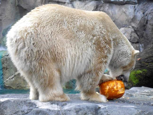  The polar bear took a while to get around to smashing