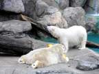  The polar bear chilled out and chowed down