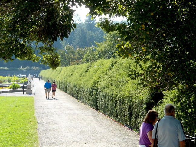  Cutting the hedge at Biltmore. Note the marker line at the bottom; laid with surveyors tools and a laser