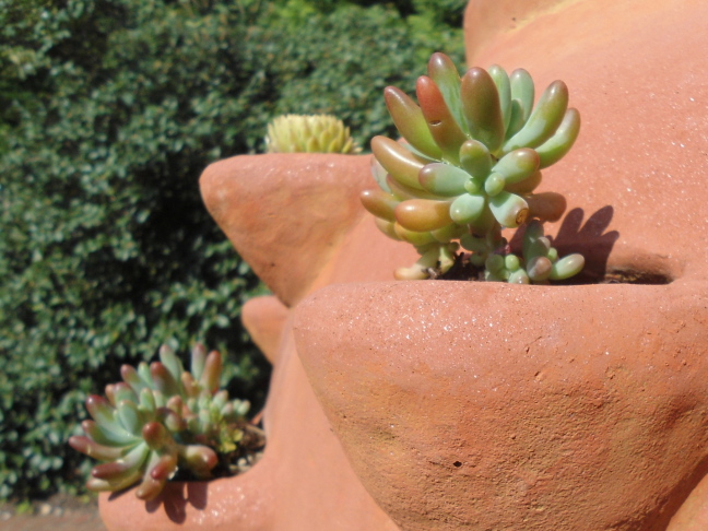  Succulents in a planter at Biltmore