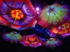  Cirque du Soleil - La Rêve - Enormous blooms overhead after the finale