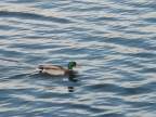  Duck on Lake Mead