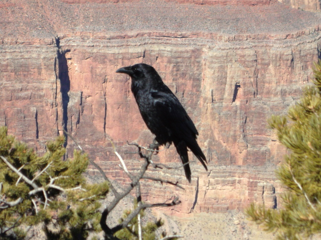  Vain raven posing for me