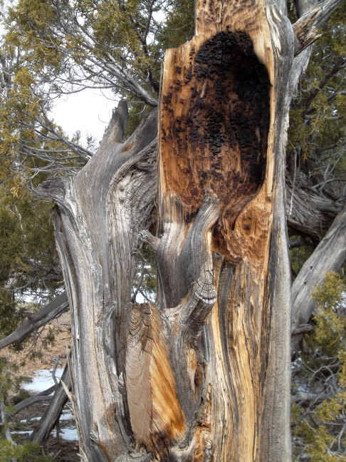  Careworn cedar chopped and chewed