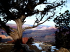 Grand Canyon unsuccessfully hides behind a tree